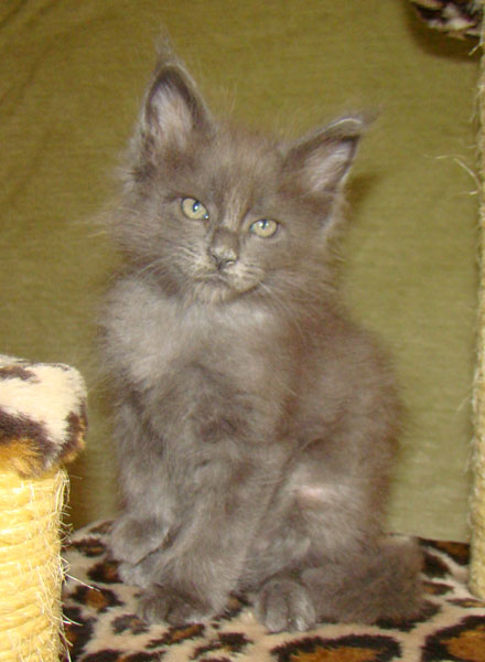 ���� ��� ������� ��������� Catsvill County!  ���� ����! ������ ������ ���� ���! ���� ��� ������ ������ � ����� ����!!! �������� ���� ����� Catsvill County +7-926-544-74-09  ���� ��� �������� ������. ���� ��� ������, ���� ��� �������, ���� ��� ������,  ���� ��� ����, ���� ��� ��������, ���� ����,  ������ ������ ���� ���,  ������ ����-����, ����� ������� ������ �����, ����� ����� ������!